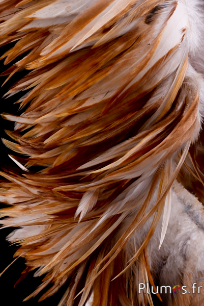 Frange coq - long. plumes 10-15 cm - crème marron naturel